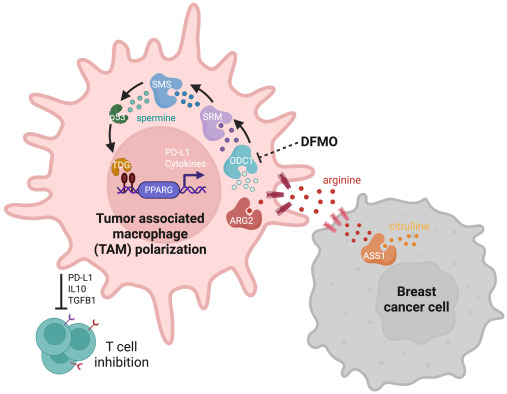 Cancer Cell tweet media