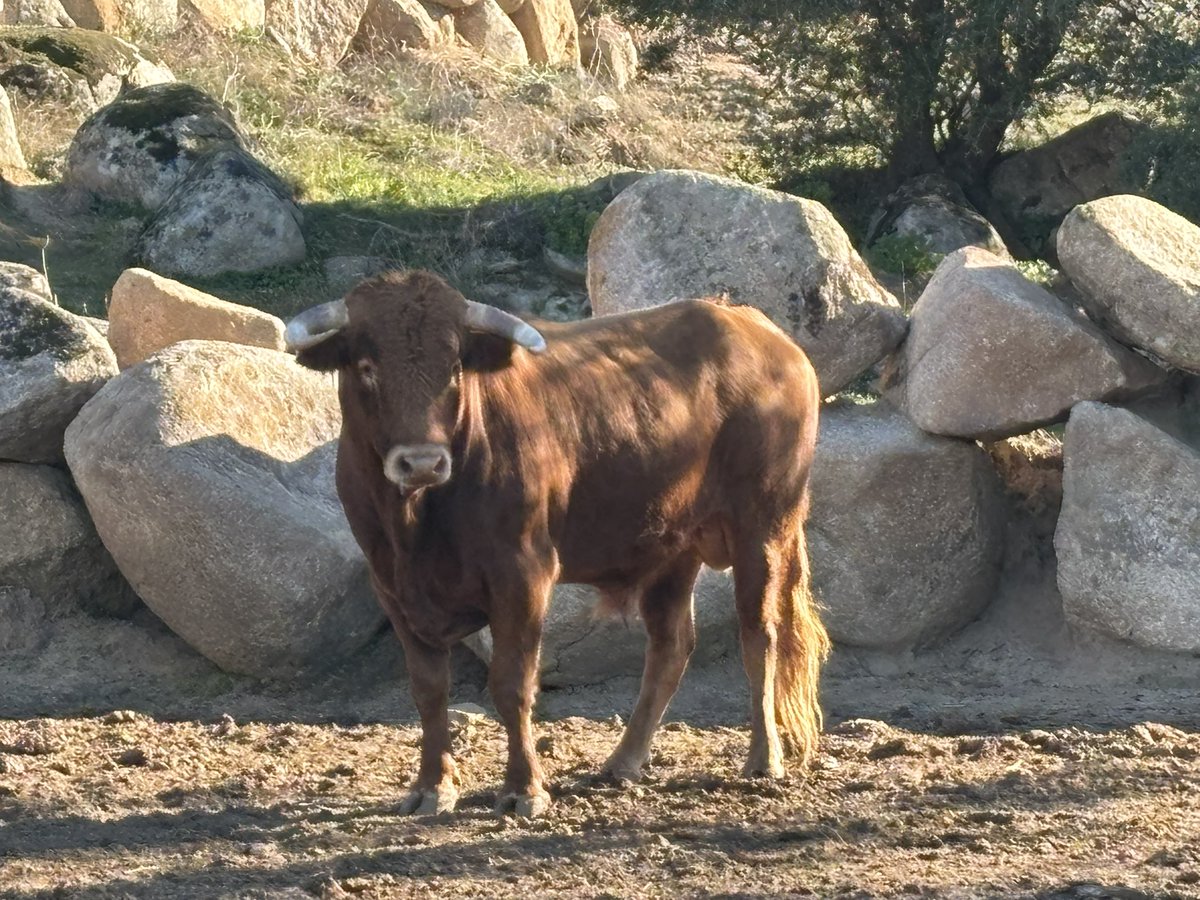 “Rey Moro” n 6 del guarismo 2…
Gran novillo de Moreno Pérez Tabernero <a href="/MirandayMoreno/">Miranda y Moreno</a> , lidiado hoy en Horche (Guadalajara) por Cid de María, y que debía haber recibido el honor de la vuelta al ruedo por su clase y categoría embistiendo.
Enhorabuena <a href="/AngelMorenoPT/">Angel Moreno P-T</a> y familia