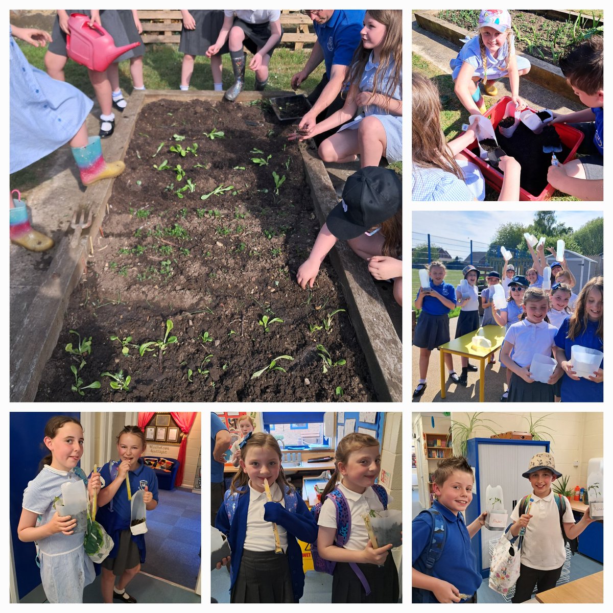 Karen Durnin@winchelsea (@winchelseakaren) on Twitter photo It was a very warm GROWS session tonight. The children planted tomato plants we have grown from to seed to take home. Also, we planted lettuce and spring onions from seeds. A reward a cooling ice pole. 😊 <a href="/daniel_gravil/">Winchelsea Year Four</a> <a href="/PeridotFive/">Mr Rushton</a> <a href="/WinchelseaMrG/">Mr Green</a> <a href="/WinchelseaSch/">WinchelseaPrimarySchoolOfficial</a> It was a very warm GROWS session tonight. The children planted tomato plants we have grown from to seed to take home. Also, we planted lettuce and spring onions from seeds. A reward a cooling ice pole. 😊 <a href="/daniel_gravil/">Winchelsea Year Four</a> <a href="/PeridotFive/">Mr Rushton</a> <a href="/WinchelseaMrG/">Mr Green</a> <a href="/WinchelseaSch/">WinchelseaPrimarySchoolOfficial</a>
