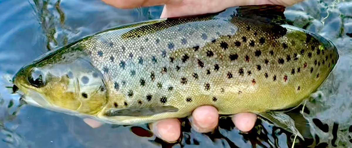 FreestoneFF's tweet image. If Carlsberg did picturesque first evening sessions of the season! The @semperfli inspired Black Gnat pattern was given the seal of approval too! 😁👌🏻