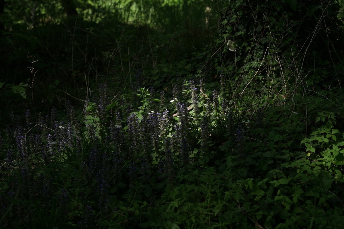 War heute tatsächlich mal draußen!
Hab etwas Gras angefasst und meine Kamera mitgenommen :D Leider hab ich erst im Nachhinein festgestellt, dass ich die falschen Einstellungen drinnen hatte, aber egaaaaal. Ich hoffe, ihr hattet einen schönen 1. Mai! ~