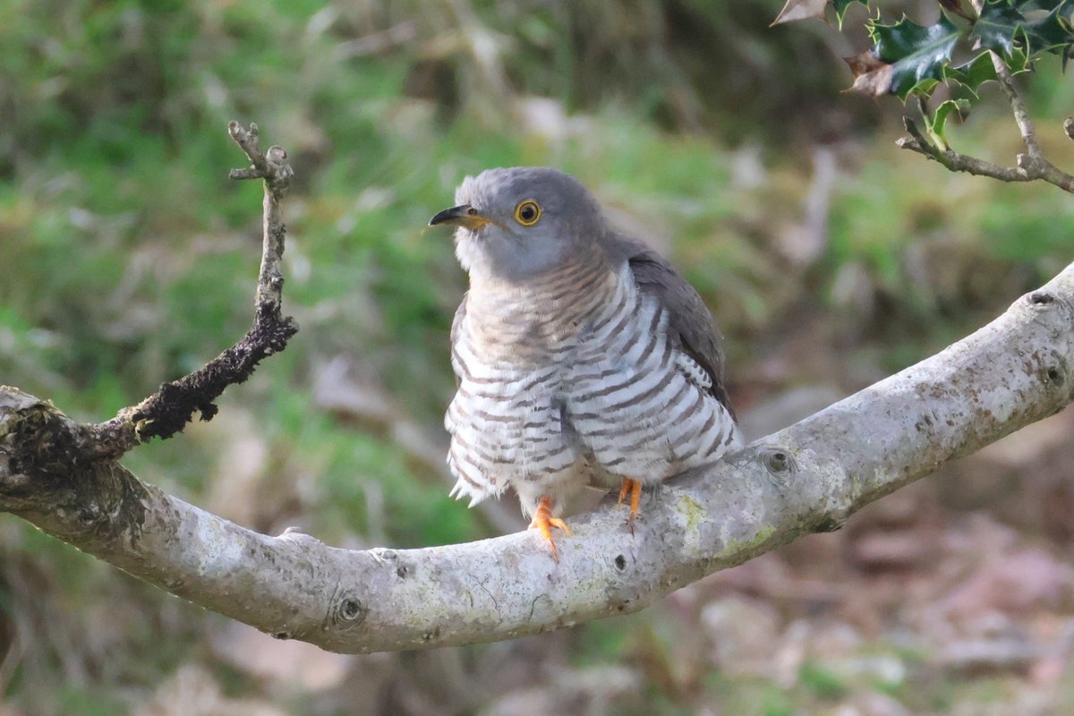 Steve Beazley (@mrliskatraz) on Twitter photo This evening, after work. Bodmin Moor, Cornwall. Cuckoo. R7 - Canon RF 200-800
<a href="/CBWPS1/">Cornwall Birds</a>
<a href="/BTO_Cornwall/">British Trust for Ornithology in Cornwall 〓〓</a>
#NatureLovers #canonphotography #NaturePhotography #birds #birding #wildlifephotography This evening, after work. Bodmin Moor, Cornwall. Cuckoo. R7 - Canon RF 200-800
<a href="/CBWPS1/">Cornwall Birds</a>
<a href="/BTO_Cornwall/">British Trust for Ornithology in Cornwall 〓〓</a>
#NatureLovers #canonphotography #NaturePhotography #birds #birding #wildlifephotography