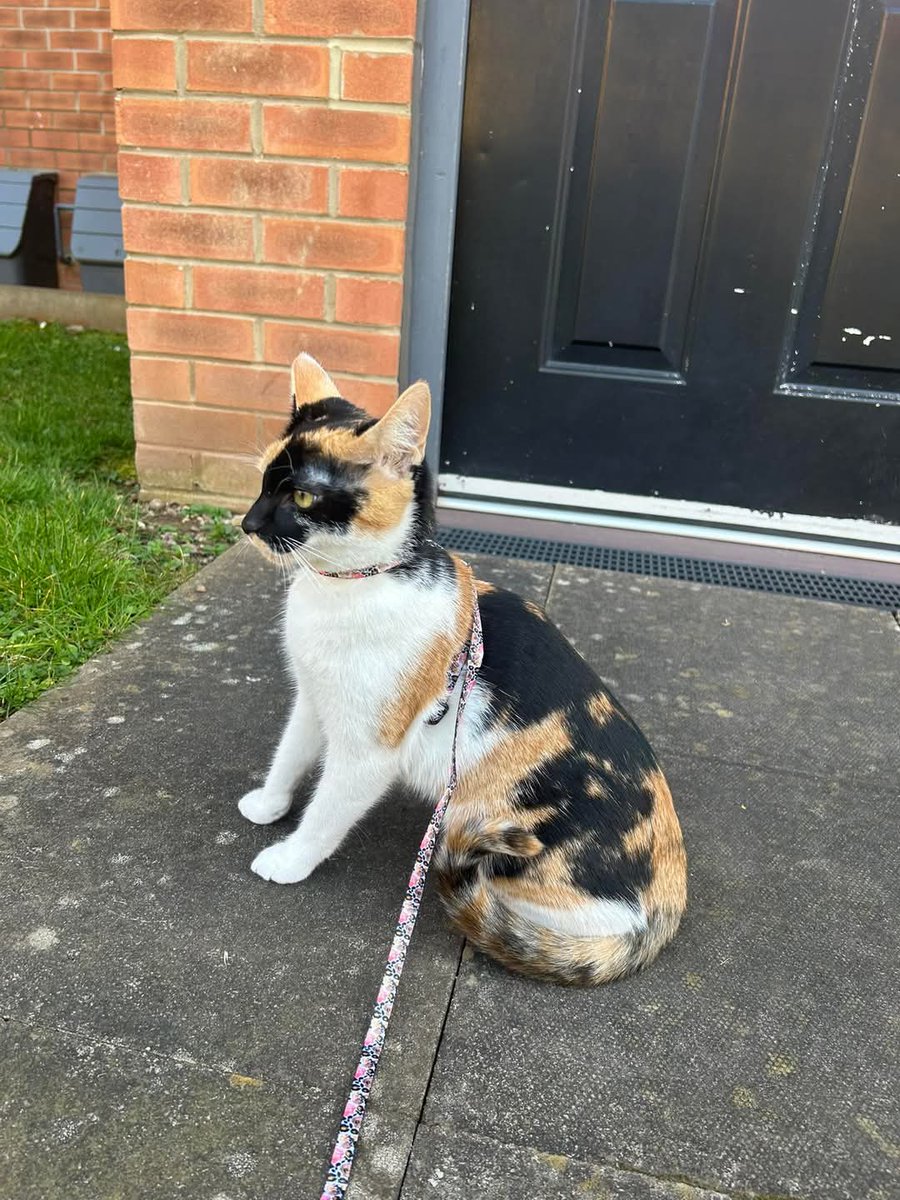 MissingPetsGB's tweet photo. #MissingMini 💔 Four long weeks have passed with only one confirmed sighting.

She was left in a field south of Chester Le Street at the side of the A1 &amp; was seen on Lumley New Rd 2 weeks ago. If she is still outside, she may not have travelled far. 
Generous Reward offered! https://t.co/P6XjeWySKx