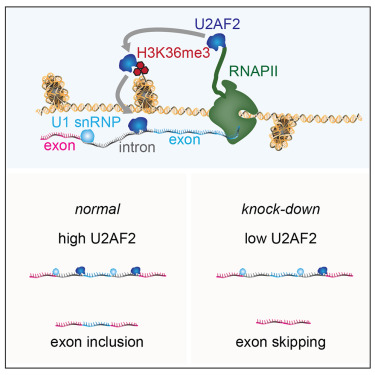 Online Now: Chromatin-bound U2AF2 splicing factor ensures exon inclusion dlvr.it/TKVRpb