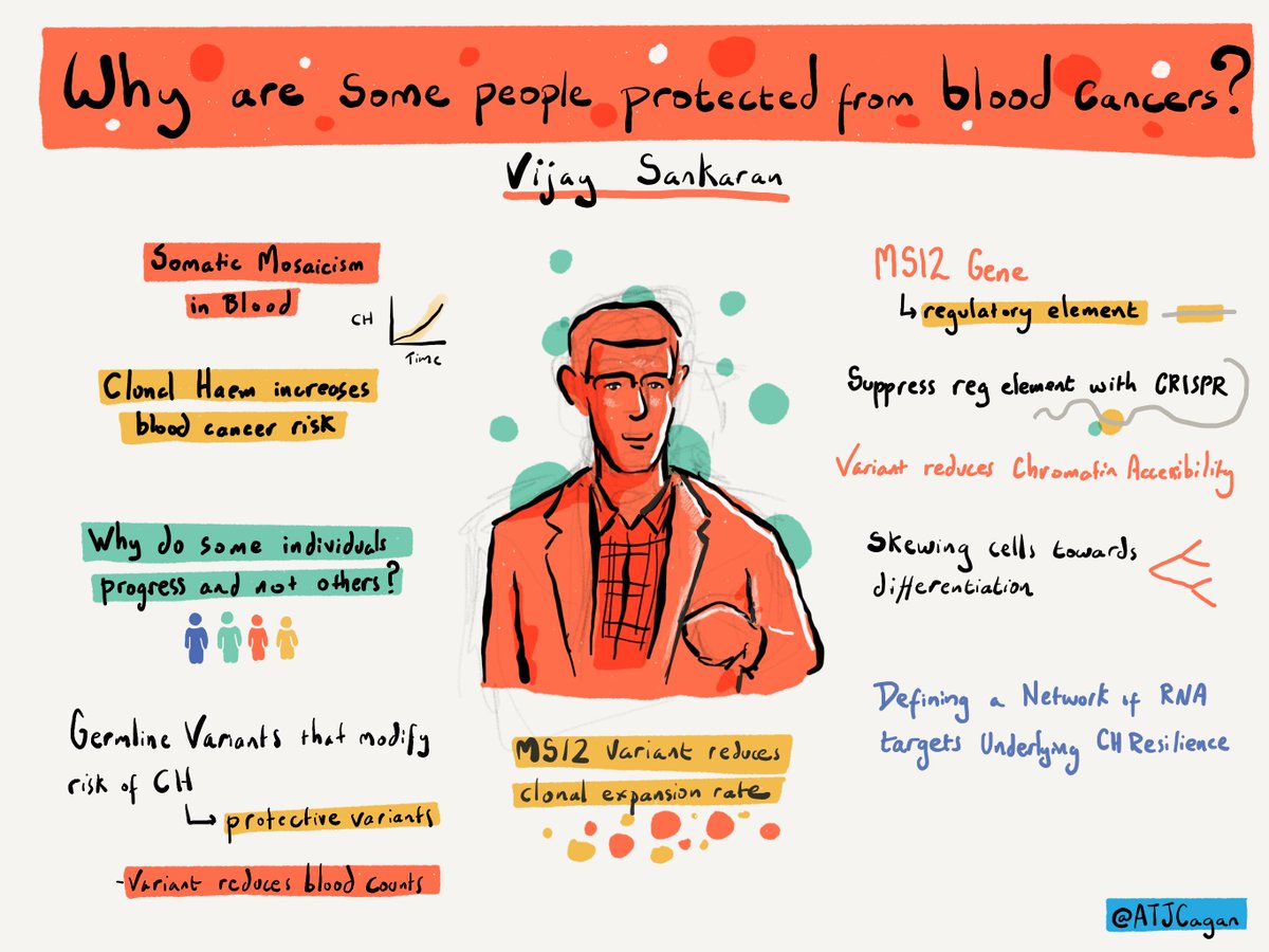 Vijay Sankaran (@bloodgenes) on Twitter photo Thrilled to see my #MITS25 talk brought to life by the brilliant 🎨 <a href="/ATJCagan/">Alex Cagan</a>! Dive into the stellar science from <a href="/GauravA_UK/">Gaurav Agarwal</a> & co - fresh on bioRxiv: biorxiv.org/content/10.110…
#Genomics #SomaticEvolution Thrilled to see my #MITS25 talk brought to life by the brilliant 🎨 <a href="/ATJCagan/">Alex Cagan</a>! Dive into the stellar science from <a href="/GauravA_UK/">Gaurav Agarwal</a> & co - fresh on bioRxiv: biorxiv.org/content/10.110…
#Genomics #SomaticEvolution