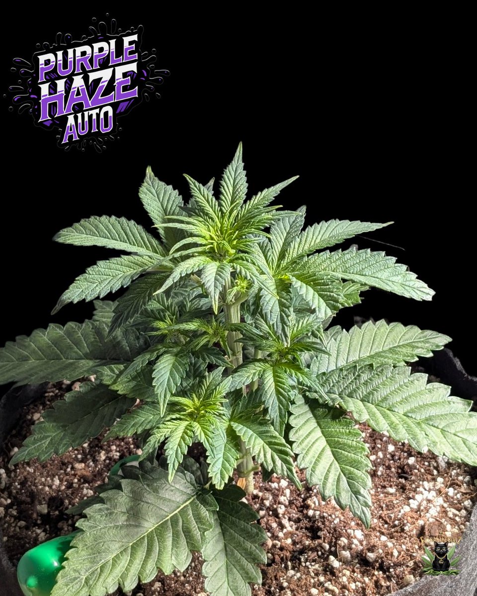 Fatnastyz Budz tweet media