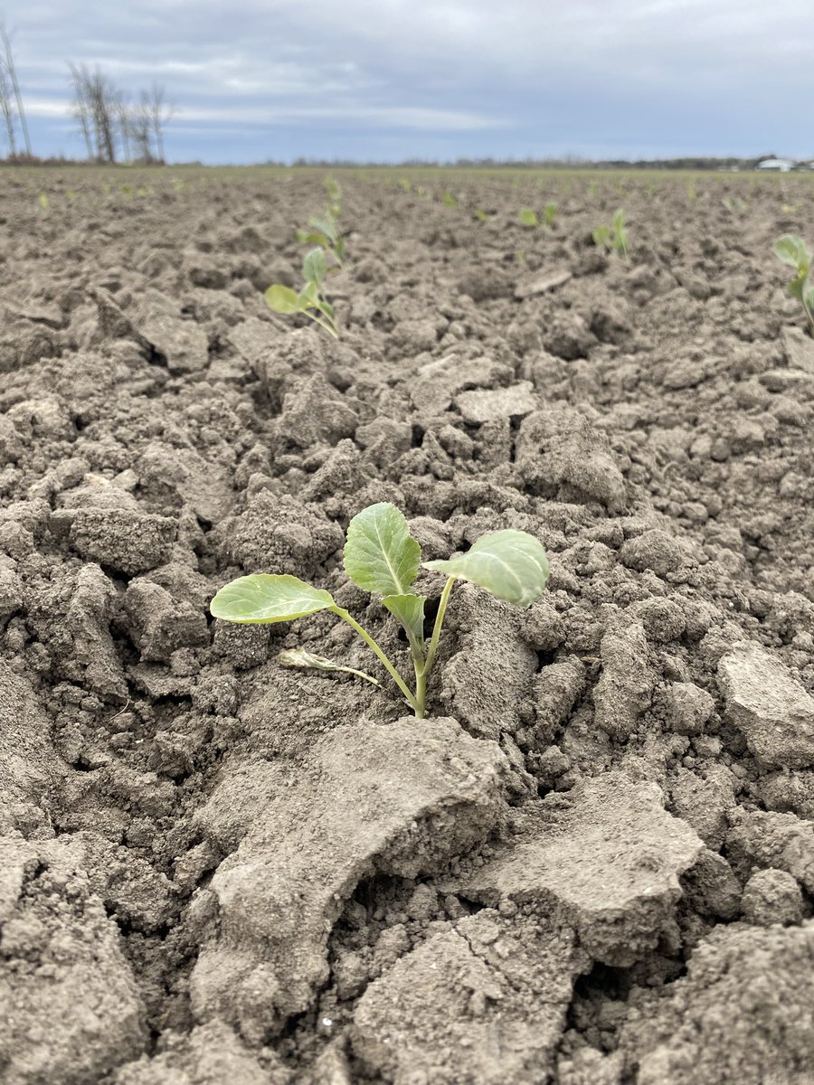 agwithem's tweet photo. What a week of up and down weather!! With 110km/hr winds &amp; up and down temperatures we found that scuffling the soil was a huge help to keeping the Cauliflower safe from the weather events. Non scuffled will still be okay but interesting to see the difference!😄 #FSinthefield https://t.co/FxiMS6hopG