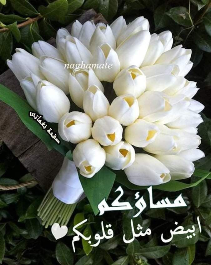 بومه tweet media