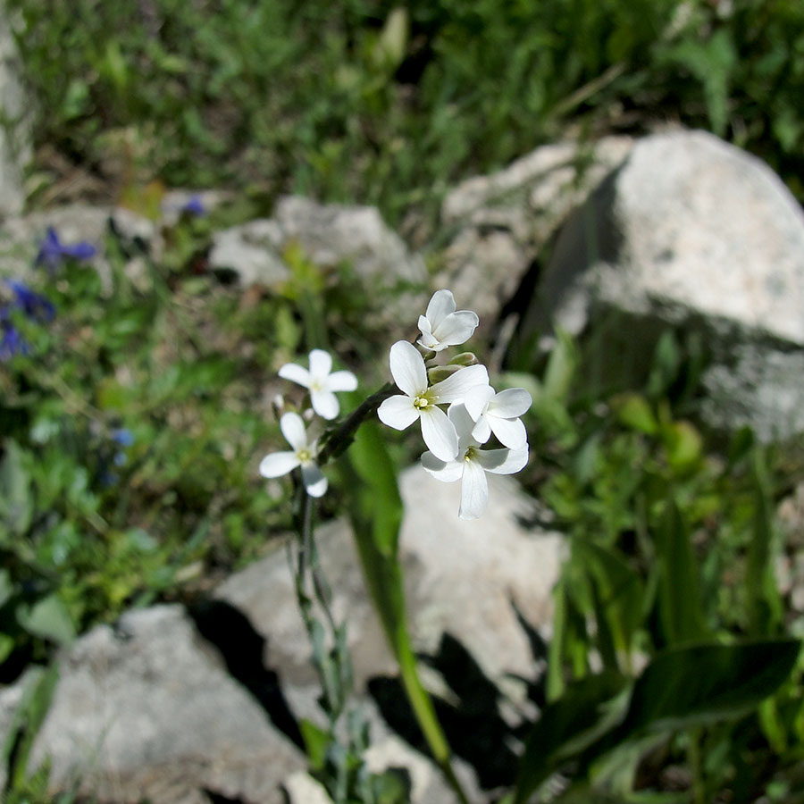 Are common plants less susceptible to climate change? Not according to new research published in Science from UGA's Jill Anderson and Megan DeMarche, who modeled past, present and projected climatic tolerances for the wildflower Drummond’s rockcress. ecology.uga.edu/xxla