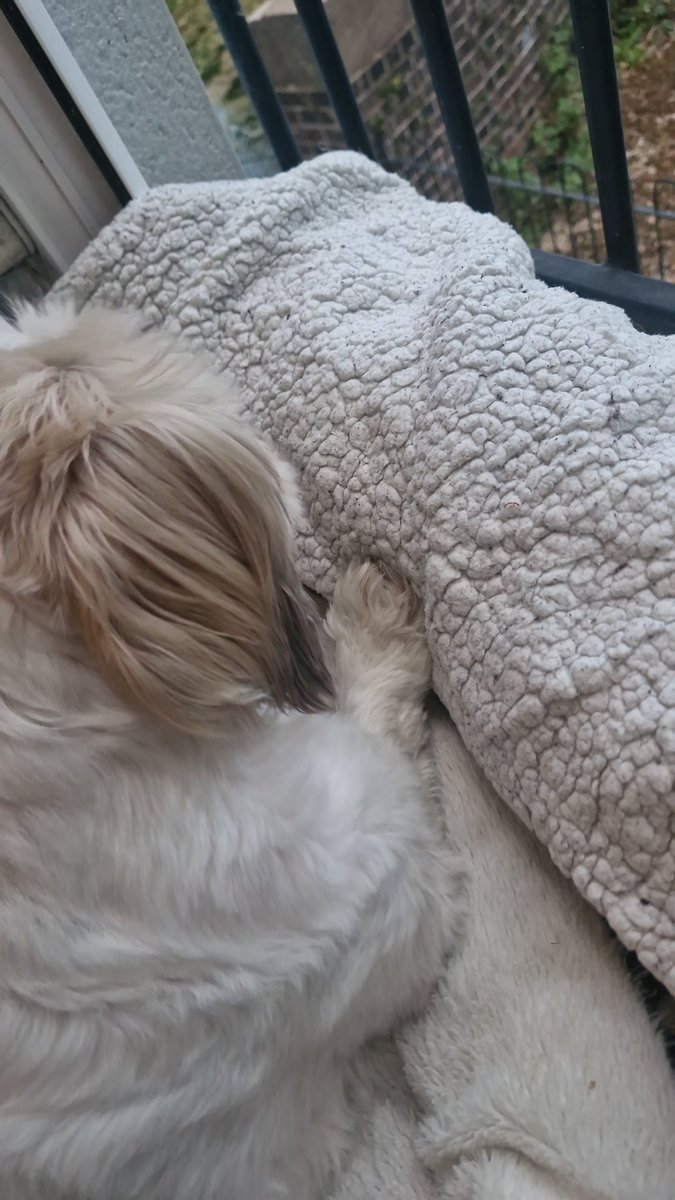 Mummy got blanket for door frame so I'm comfortable watching world go by! 🥰🥰