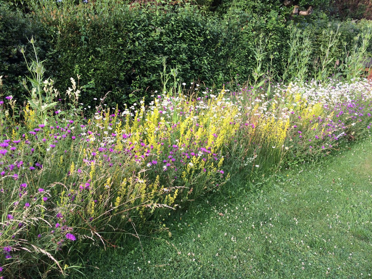 DuncanWestbury's tweet image. #NoMowMay PLEASE NOTE - This is an Entry-Level measure for gardens to get as many as people involved &amp;amp; interested as possible. The ultimate aim of @Love_plants is to get everyone doing much more! Our native wildlife needs so much help #DoYourBit