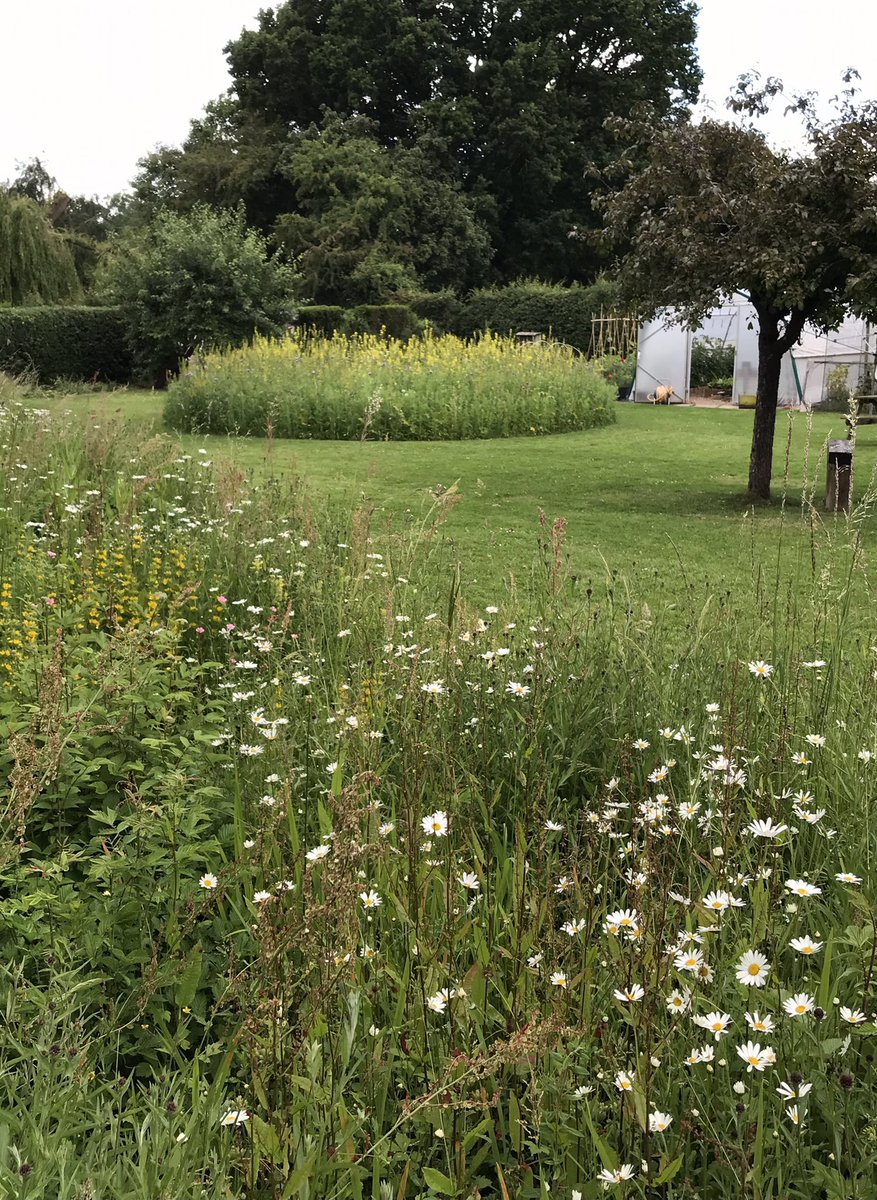 DuncanWestbury's tweet image. #NoMowMay PLEASE NOTE - This is an Entry-Level measure for gardens to get as many as people involved &amp;amp; interested as possible. The ultimate aim of @Love_plants is to get everyone doing much more! Our native wildlife needs so much help #DoYourBit
