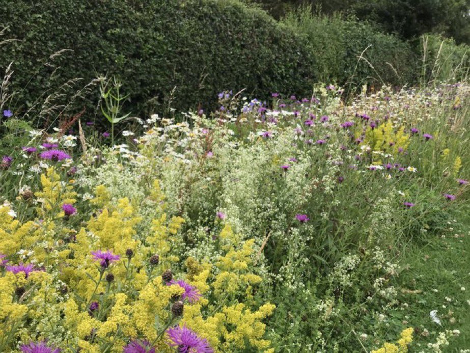 DuncanWestbury's tweet image. #NoMowMay PLEASE NOTE - This is an Entry-Level measure for gardens to get as many as people involved &amp;amp; interested as possible. The ultimate aim of @Love_plants is to get everyone doing much more! Our native wildlife needs so much help #DoYourBit