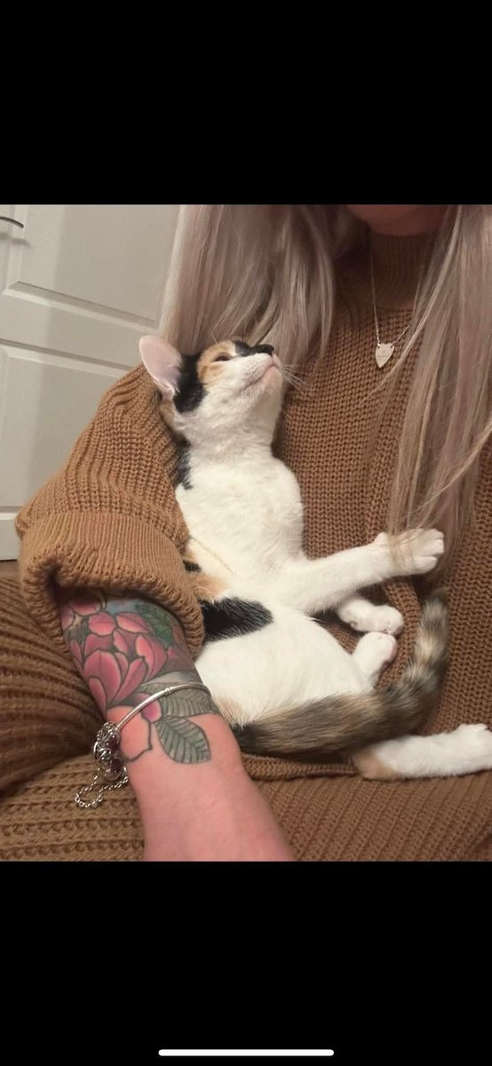 Such a vicious thing to do, to steal a 9 month old kitty just because they belong to an ex partner and dump them 150 miles away out of spite💔

#CountyDurham HAVE YOU SEEN LITTLE MINI?
#MissingMini