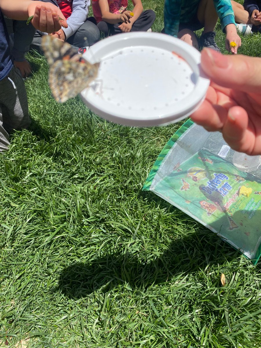Butterfly release party: 🦋 Our 1st grade springtime tradition!