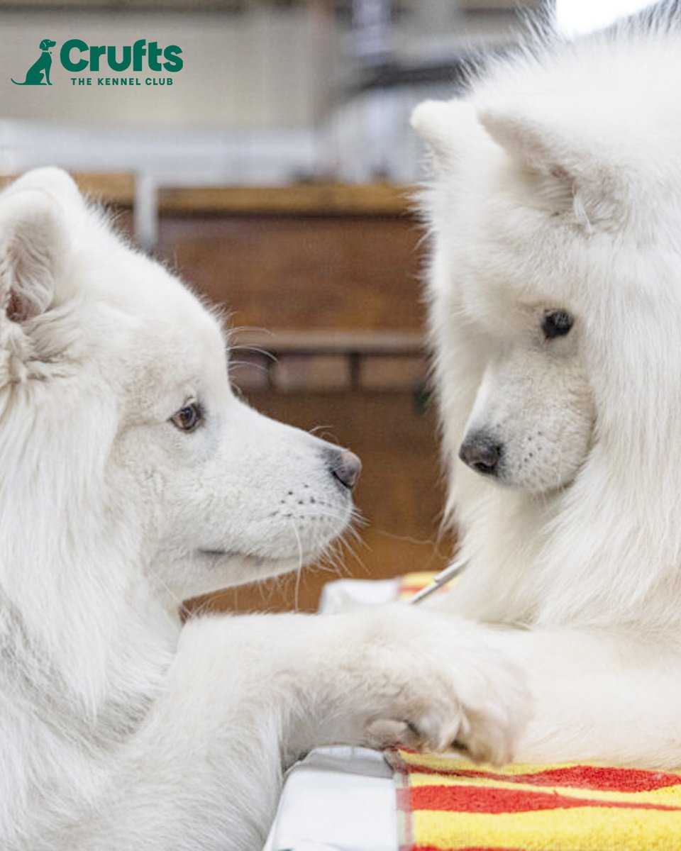 Happy Samoyed Day to all the fluffy clouds out there! ☁️💚