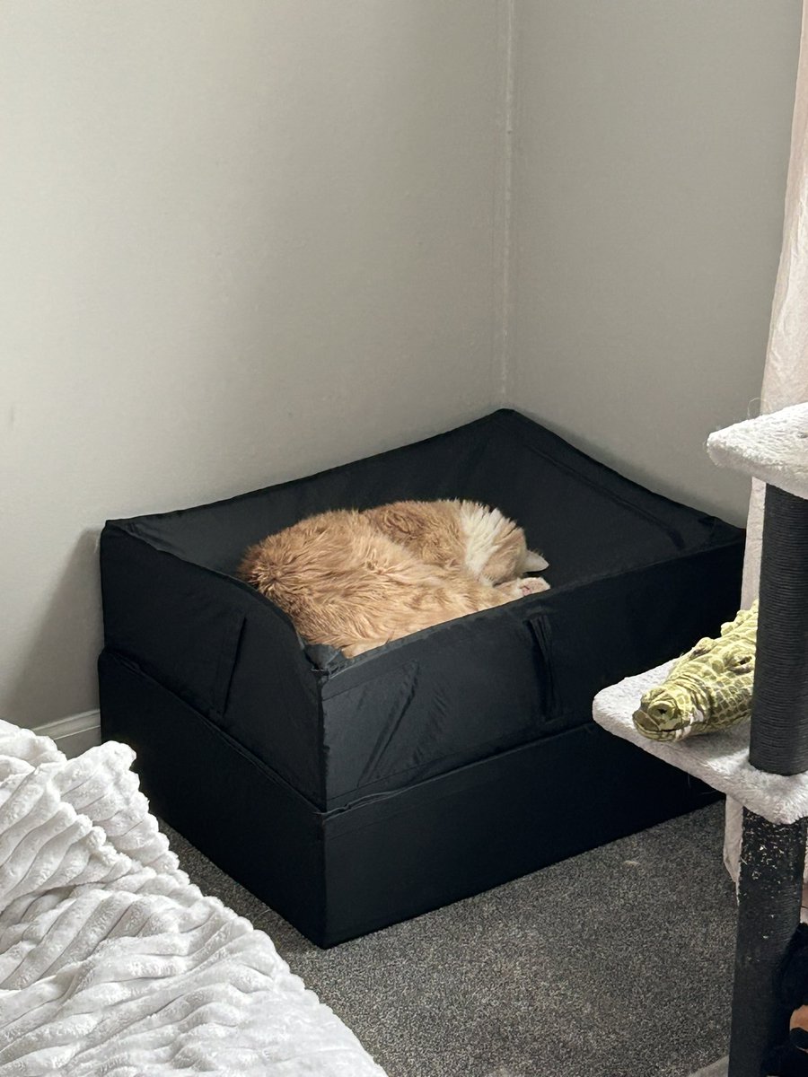 ShrimpTeddy's tweet image. can i get some dam peece around hear