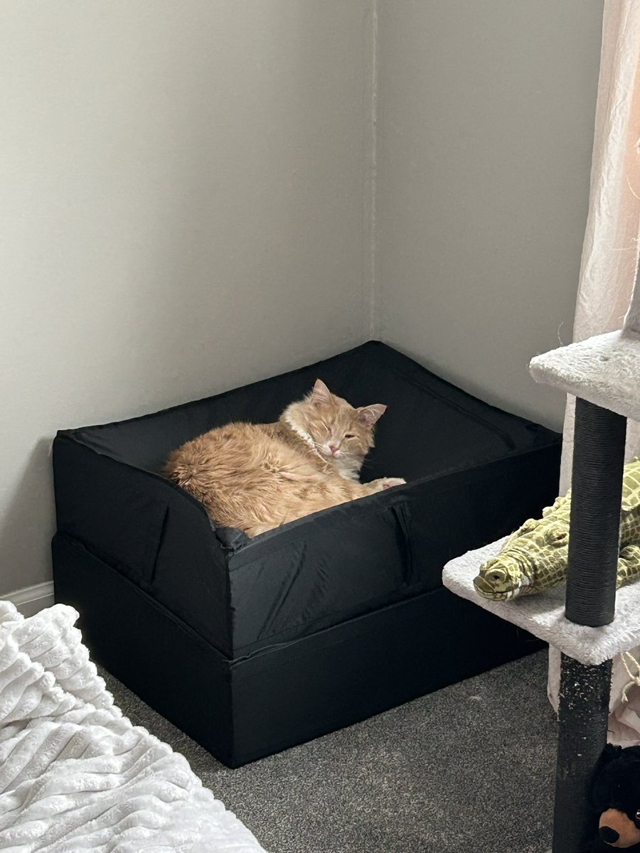 ShrimpTeddy's tweet image. can i get some dam peece around hear