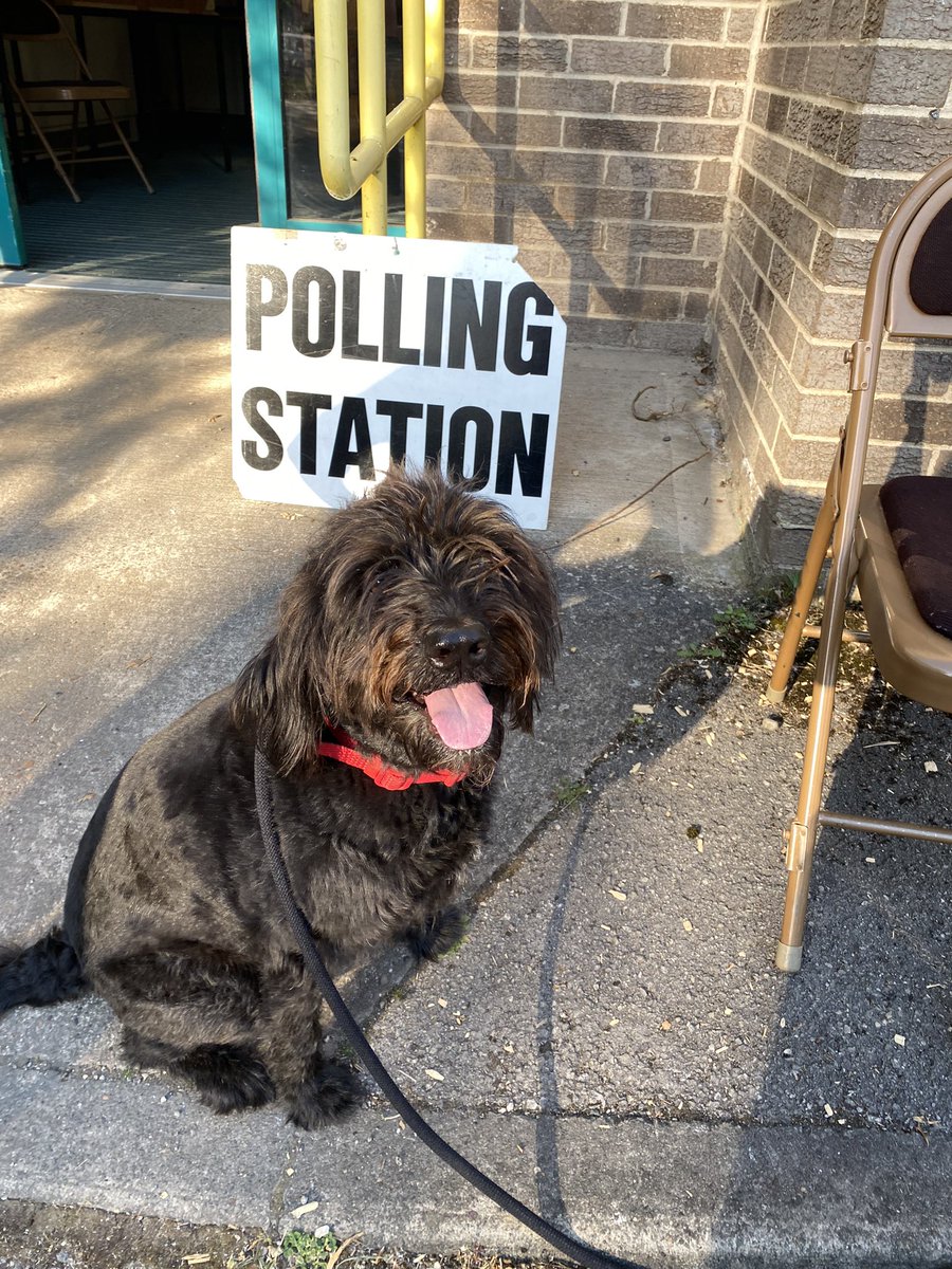 issyecooper's tweet image. Dora is out exercising her right to vote in East Yorkshire #dogsatpollingstations