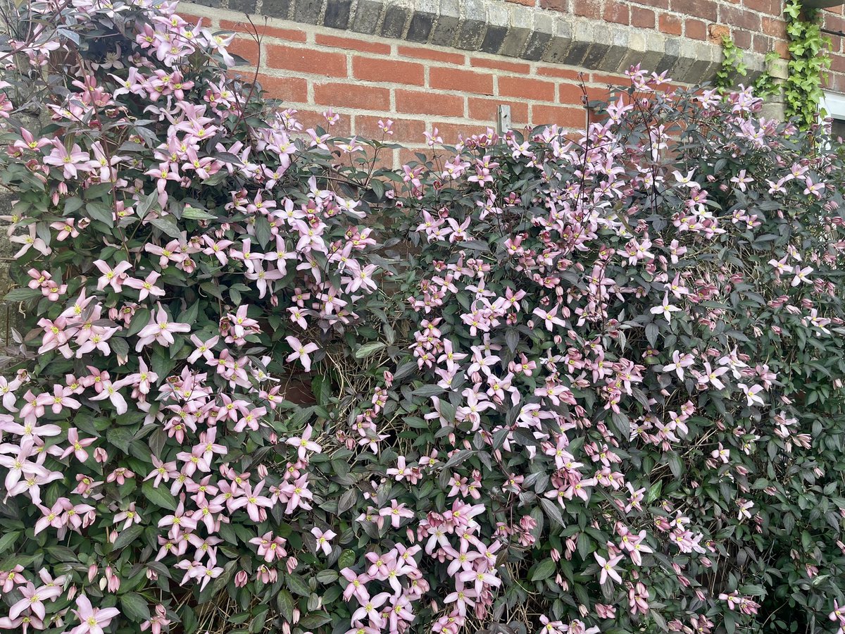 I have a clematis in the back garden that gets lots of love and attention — it’s tiny and yet to flower.

Meanwhile, the clematis at the front of the house, which we completely ignore, is thriving