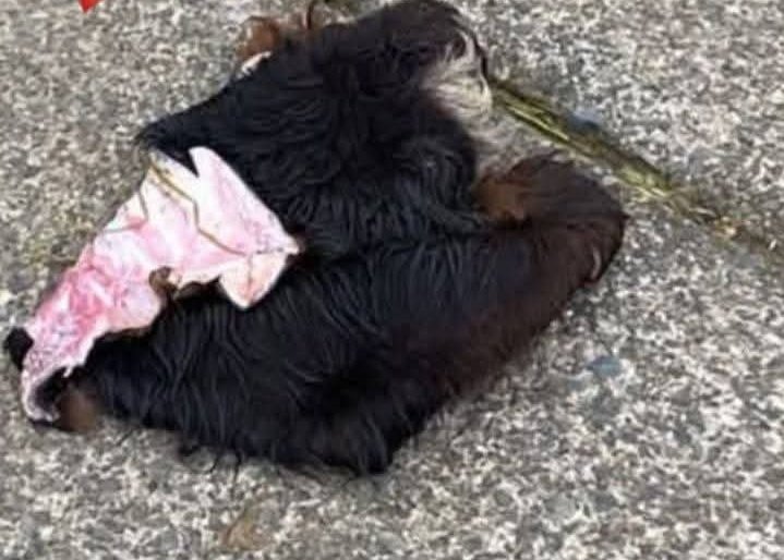 😔Acaban de pasarme un vídeo de como un "empresario" en la comuna de Pudahuel decapita uno de 8 perros por no tener donde dejarlos las imágenes son brutales!! Y lo despellegaron..no subiré el video por respeto a los amantes de los caninos..