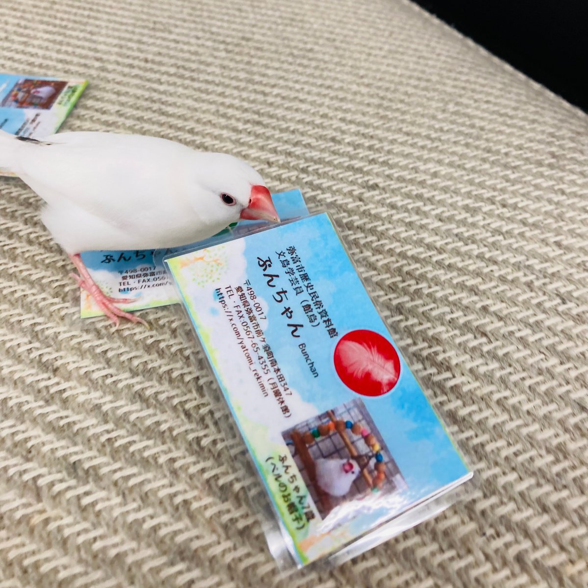 ぶんちゃんの羽入り名刺、おかげ様で大人気です✨ イベントのある5/4