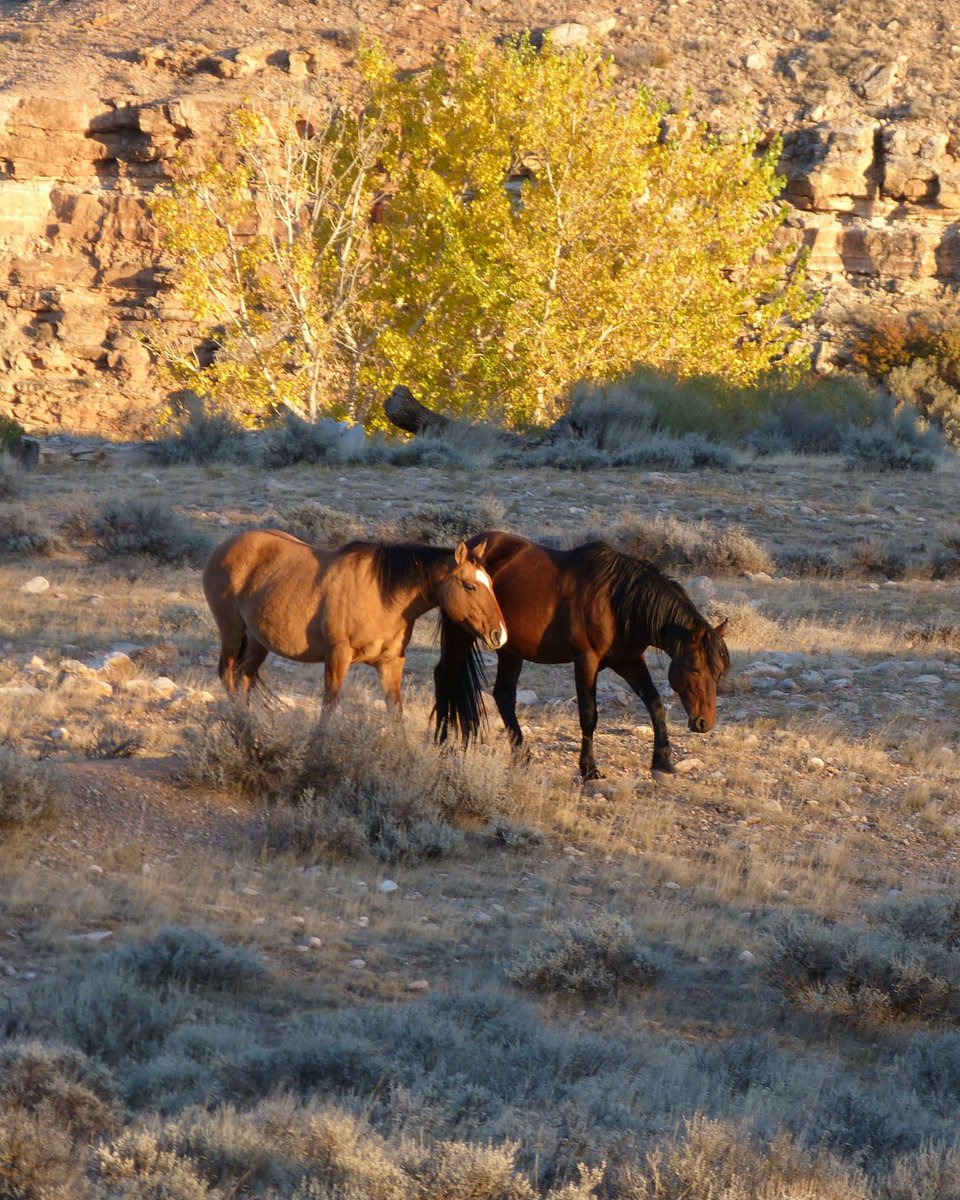 Travel Wyoming tweet media