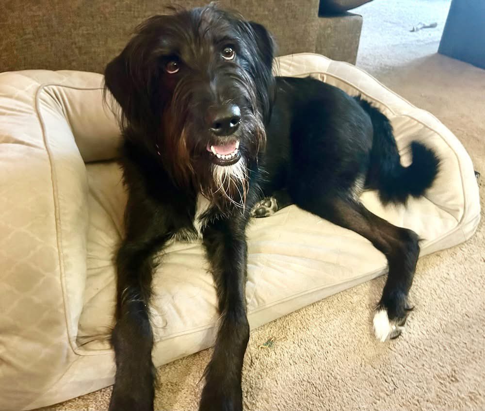 HoundsInPounds's tweet photo. Beauty School Dropout just graduated from board and train with HONORS!  She is ready to show off her skills!🎓🎉

She is Energetic and full of life, this sweet girl is always ready for an adventure with perfect leash manners! With a charming👇 https://t.co/28ALmxa0jO