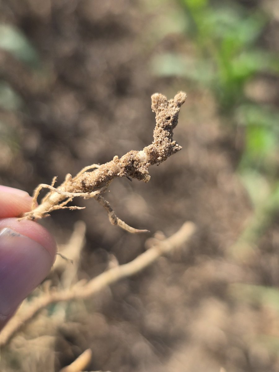 bobkemerait's tweet image. Pictures coming in every day from county agents and crop consultants. Poor, patchy growth in some fields of corn. More often than not, stubby-root and sometimes sting nematodes are the villains. Pictures here from Bleckley and Cook Counties. UGA Extension