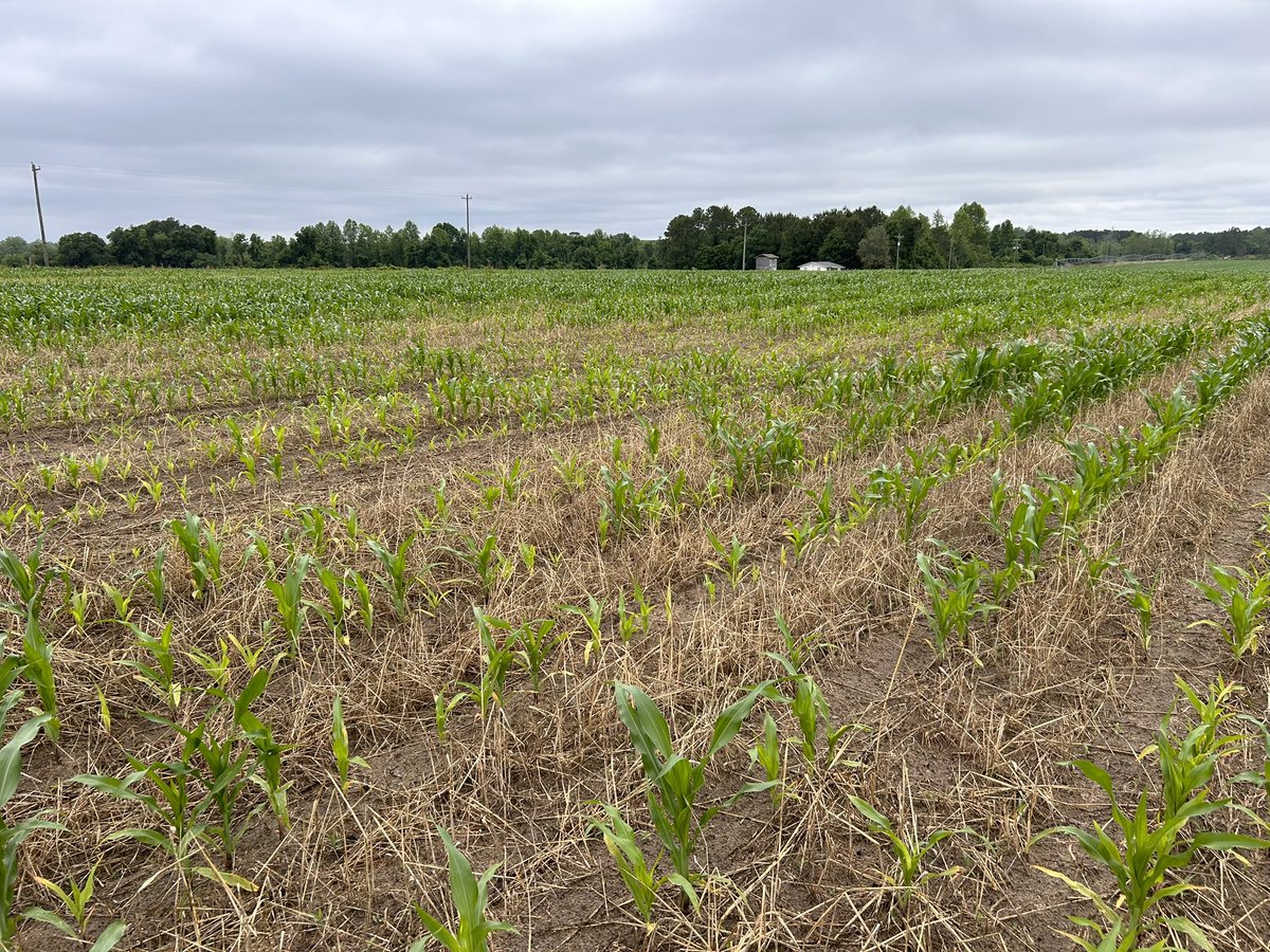 bobkemerait's tweet image. Pictures coming in every day from county agents and crop consultants. Poor, patchy growth in some fields of corn. More often than not, stubby-root and sometimes sting nematodes are the villains. Pictures here from Bleckley and Cook Counties. UGA Extension