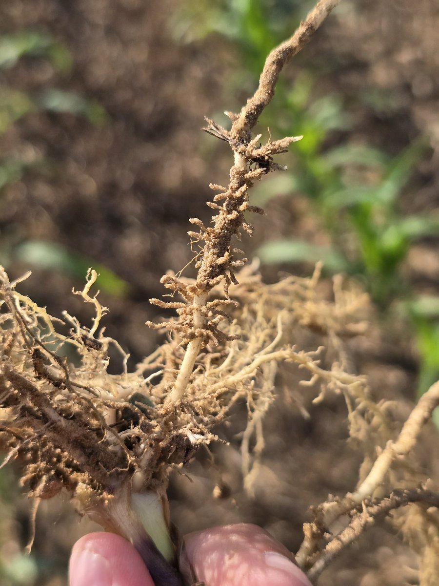 bobkemerait's tweet image. Pictures coming in every day from county agents and crop consultants. Poor, patchy growth in some fields of corn. More often than not, stubby-root and sometimes sting nematodes are the villains. Pictures here from Bleckley and Cook Counties. UGA Extension