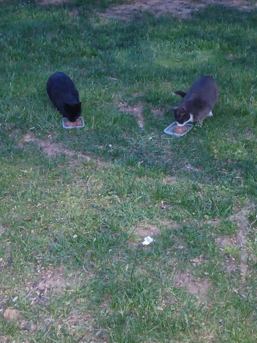 Two ferals I feed. Tuxxy on the right and to the left? <a href="/joehendry/">Joe Hendry</a> Every day I yell KITTY and well, he appears! Just say his name!
