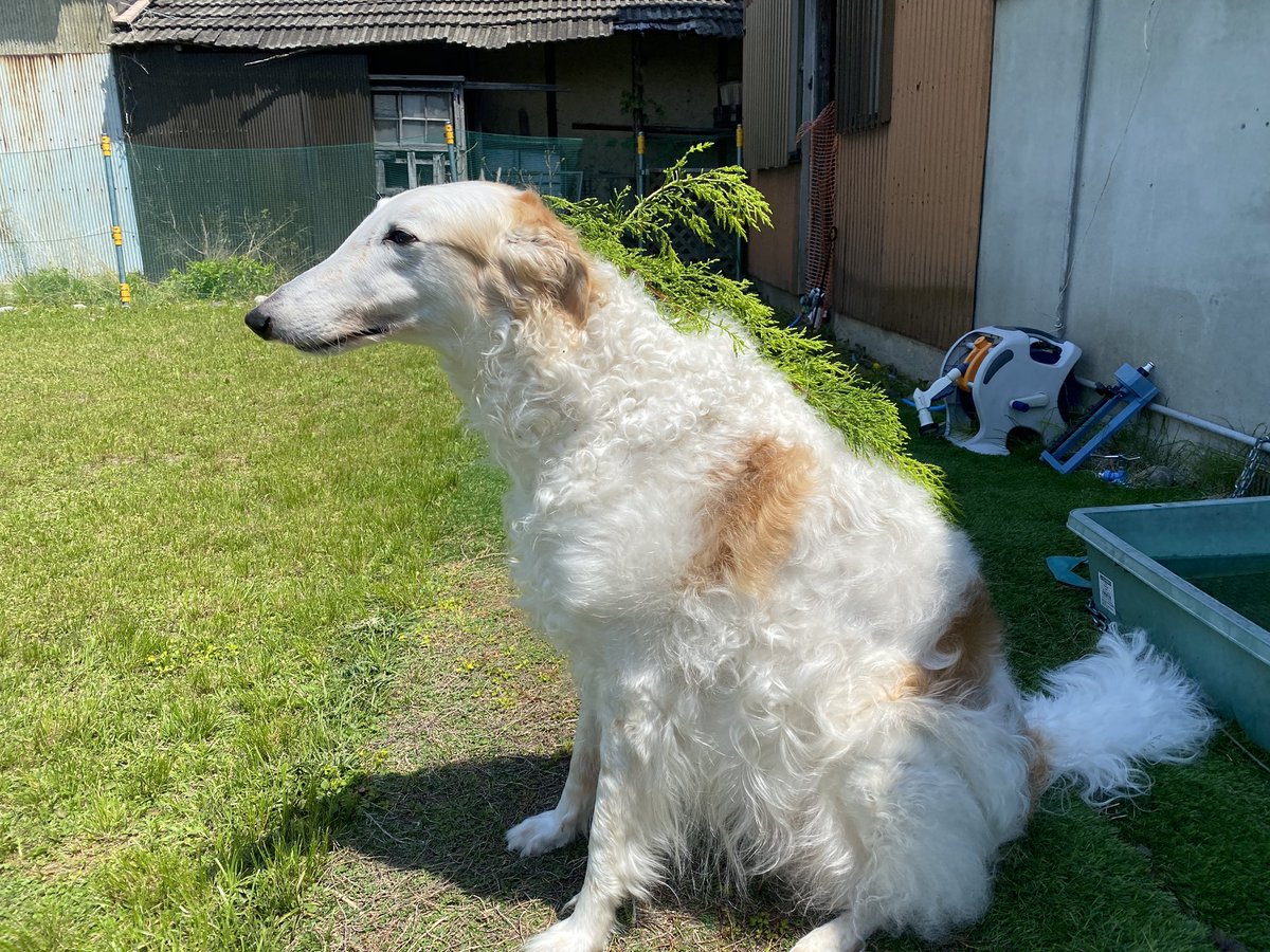 ゴジラ。がんぼるぞい。

translation:
GODZILLA