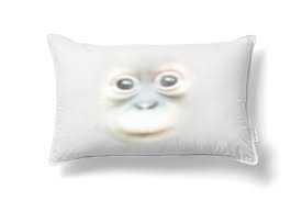primateluvr's tweet photo. Would you let him whisper bedtime stories into your ear while you drifted off to sleep? https://t.co/c4JG81wqs4