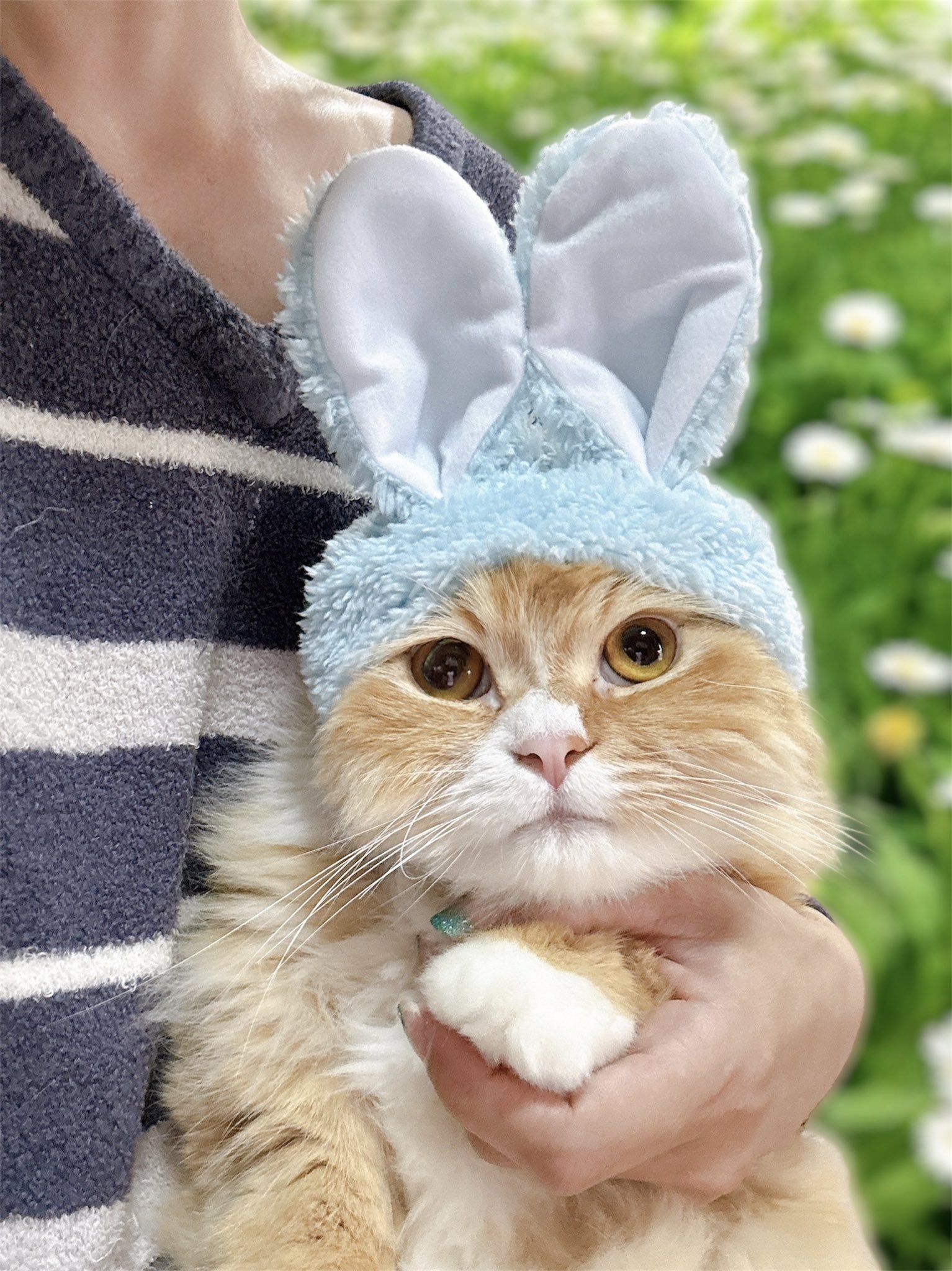 𝐒ちゃん🌸猫Photo Rider on X: 