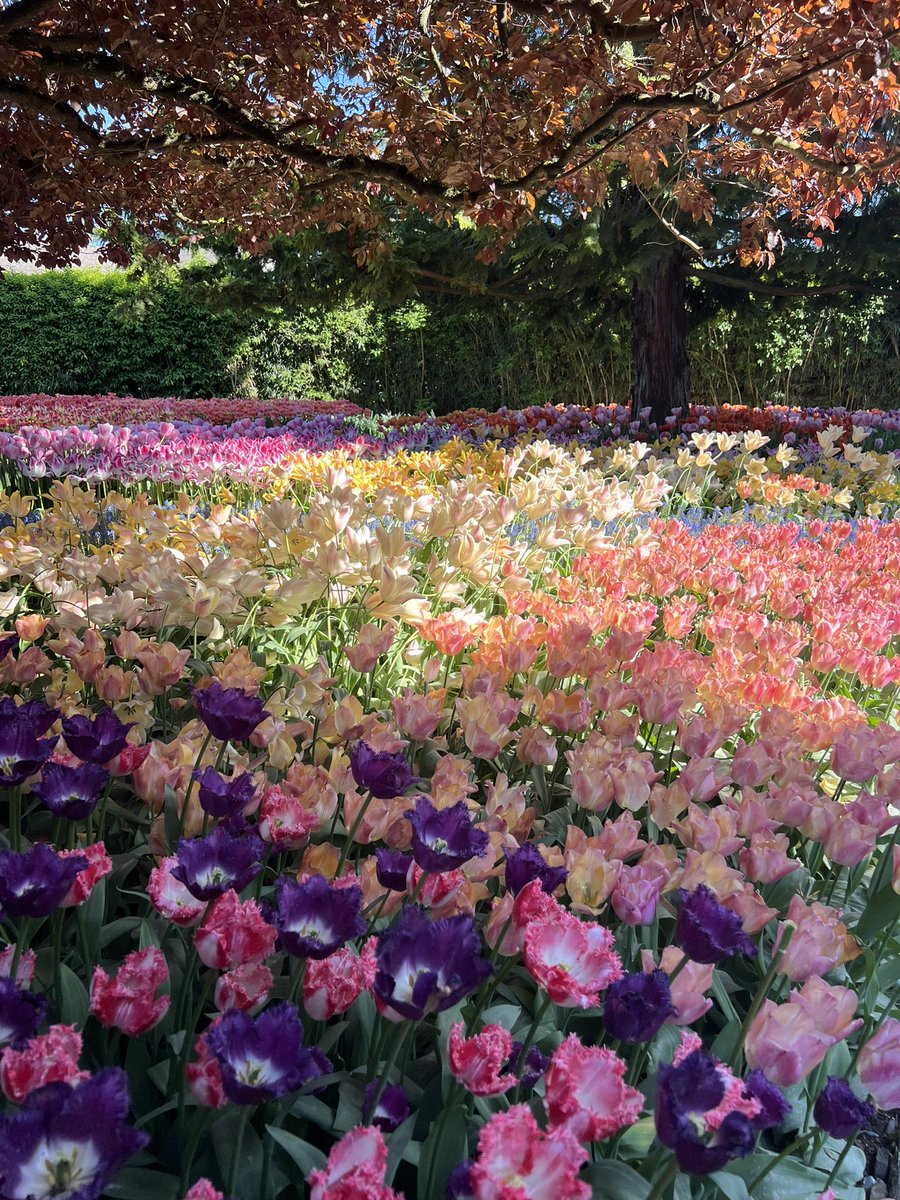 What a wonderful world 💞🌷💜