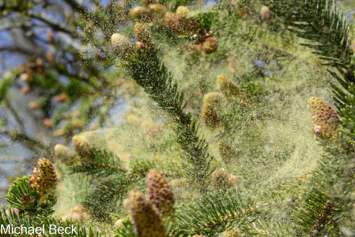 These are nothing to sneeze at. <a href="/Eweather13/">eweather</a> <a href="/RachelFrank_CT/">Rachel Frank</a> <a href="/MikeSliferWX/">Mike Slifer</a>