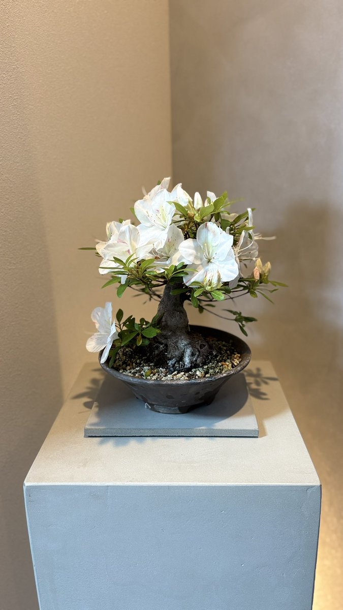 SOTA SUZUKI tweet media