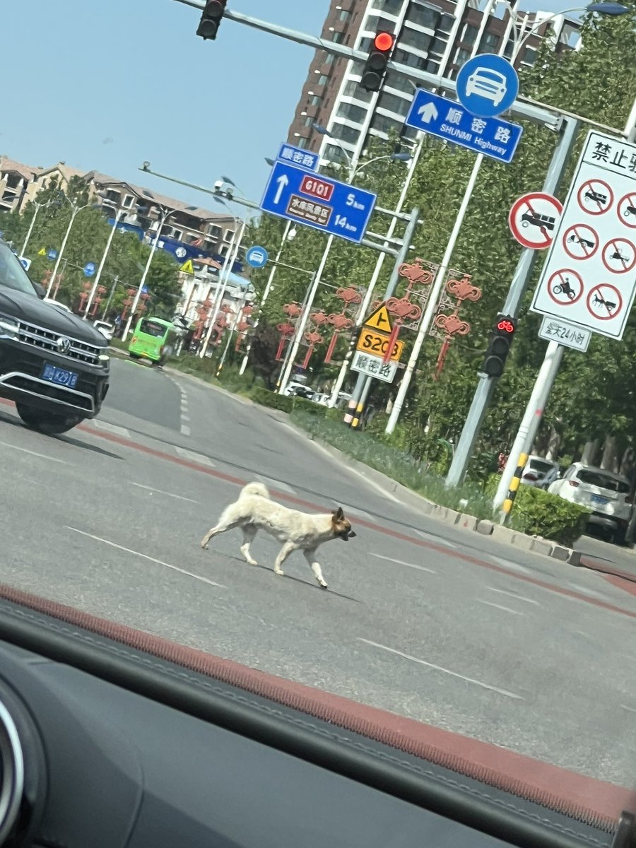 狗子都知道过马路等红绿灯，感觉比很多人素质都高！