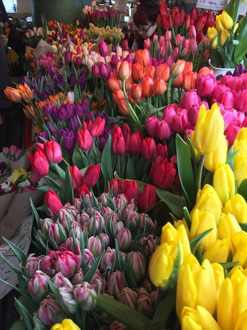 obsessed with tulips.