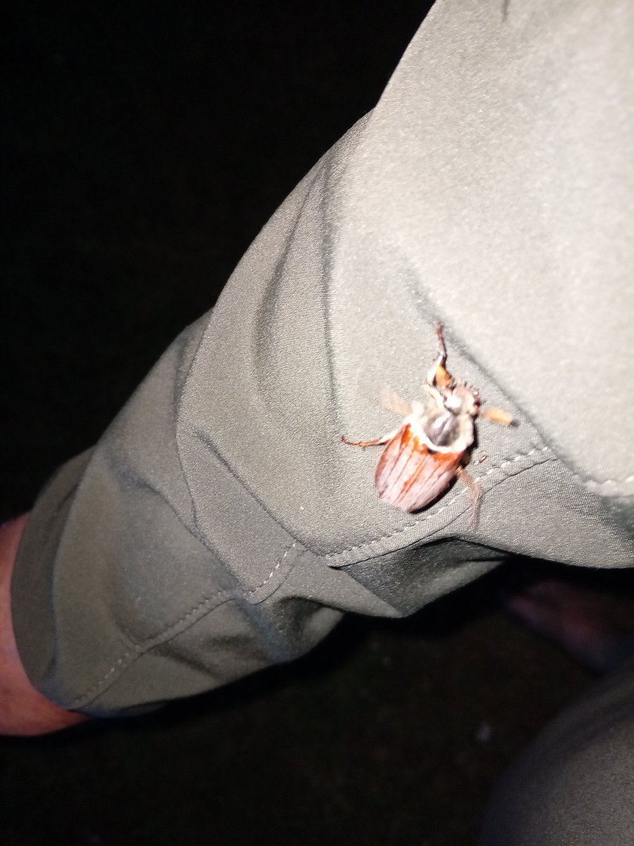 Moth trap out, a few Cockchafers in