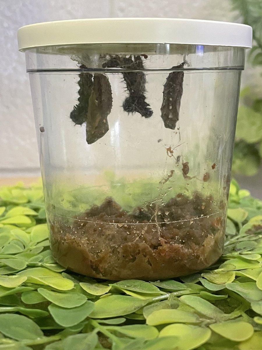 GraceLearning's tweet image. We LOVE watching this amazing life cycle! 🤩🐛🦋@NatcherElem