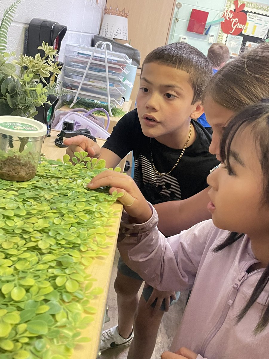 GraceLearning's tweet image. We LOVE watching this amazing life cycle! 🤩🐛🦋@NatcherElem