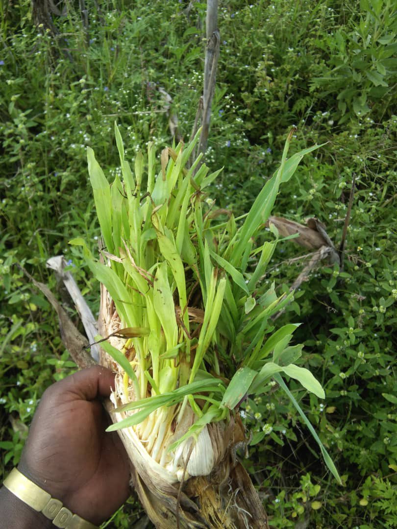 Tomorrow Sarl tweet media