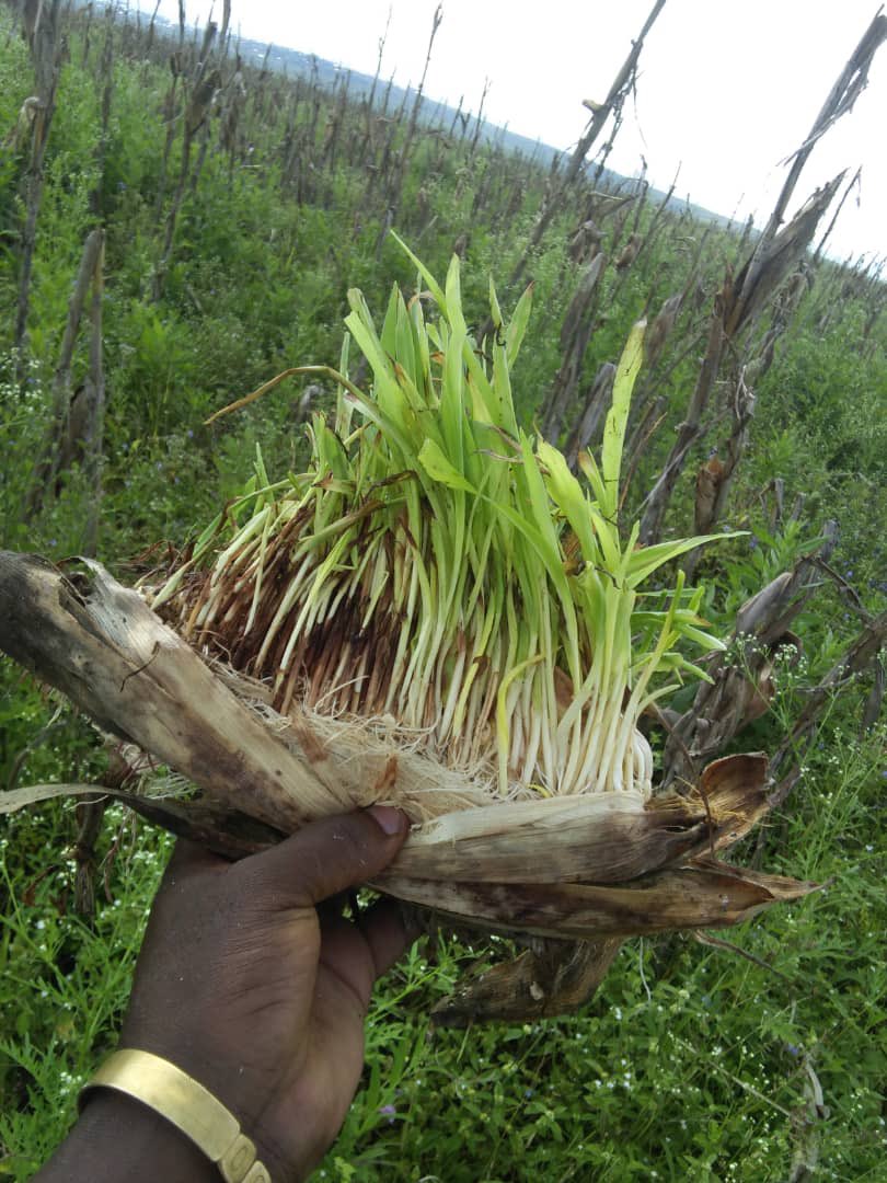 Tomorrow Sarl tweet media