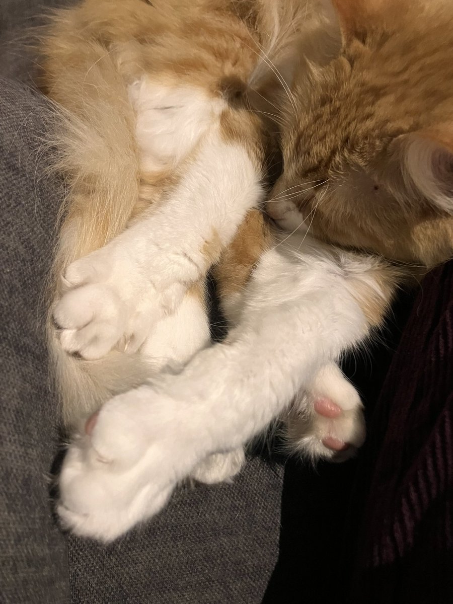My paws for my best friend kitten girl. I wish I could hold your Mum and send her all your love xxx #acandleforkittengirl