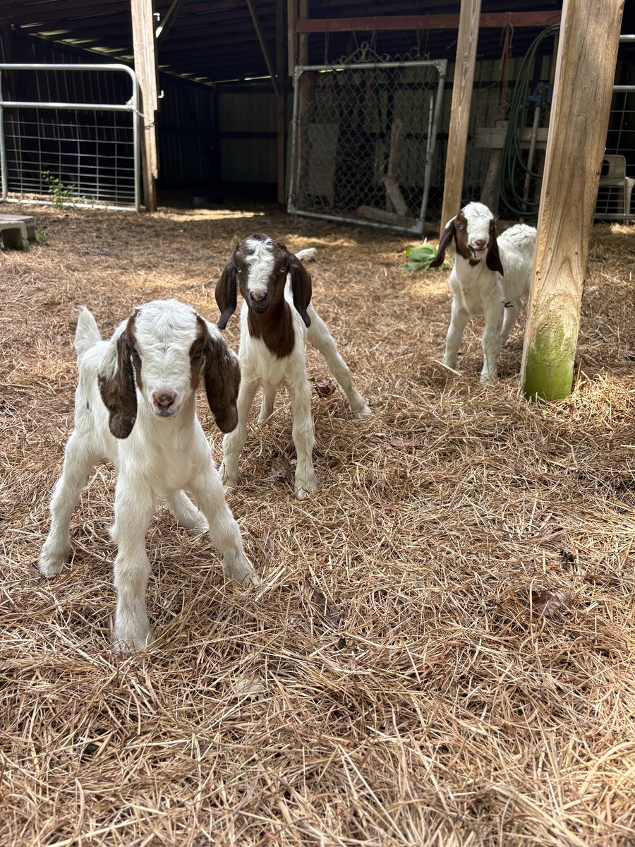 KaliMeeks4's tweet photo. New babies https://t.co/h9Sq7jiqW9