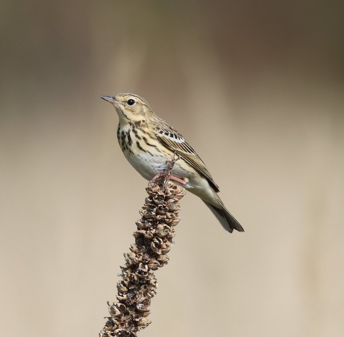 Tree Pipit, Suffolk Brecklands, 27 April.