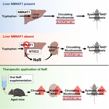 New!  Online now: Nicotinic acid riboside maintains NAD+ homeostasis and ameliorates aging-associated NAD+ decline dlvr.it/TKVWyw