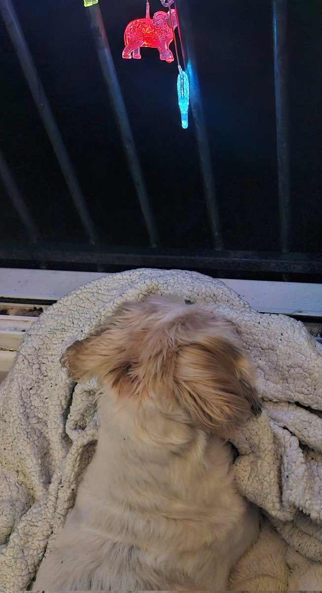 It's gone dark and now rainning, mum cold but I'm enjoying the rain! And fell sleep! Night ❤️